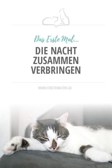 Wie können wir das wieder abstellen? Die Nacht zusammen verbringen | Katzen, Katzen bett und ...