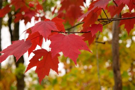 Red Maple Leaf