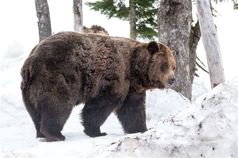 Grouse Mountains Grizzly Bears Emerge From Hibernation Photos News