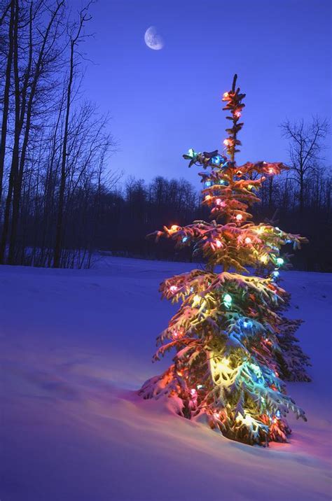Christmas Tree Outdoors Under Moonlight Photograph By Carson Ganci
