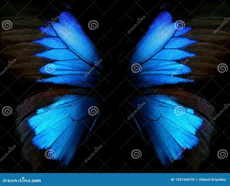 Blue Abstract Pattern Wings Of The Butterfly Ulysses Closeup Wings