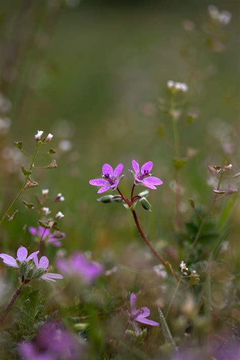 Images Gratuites La Nature Herbe Fleur Prairie Feuille Pétale