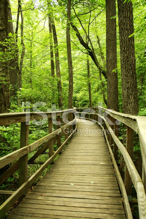 Wooden Bridge Through The Forest Stock Photo Royalty Free Freeimages