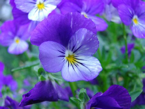 Rose petals and lotus blooms are often used in indian cuisine; 42 Flowers You Can Eat And How You Can Eat Them