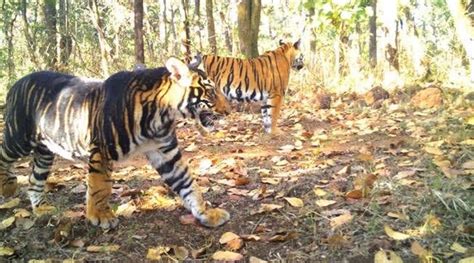 Rare Melanistic Tiger Found Dead In Odishas Similipal Tiger Reserve