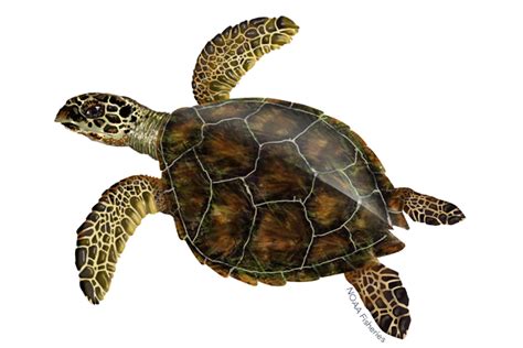 Turtle Png Images Transparent Background Png Play