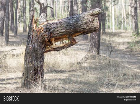 Big Broken Tree Forest Image And Photo Free Trial Bigstock