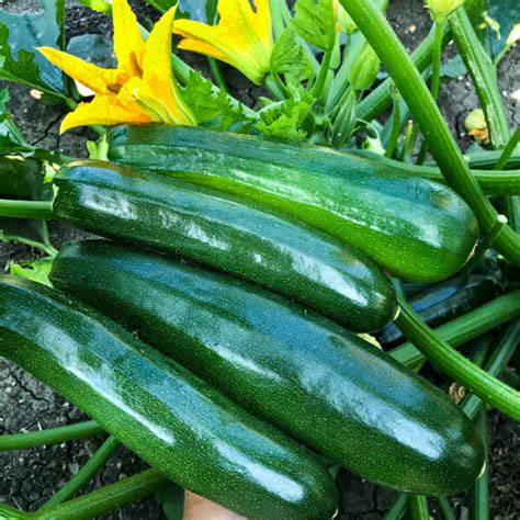 How To Freeze Zucchini And How To Use It