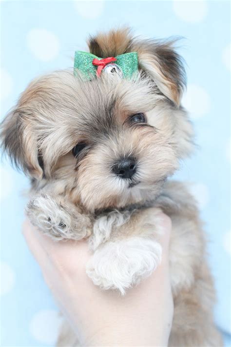 Click here to edit subtitle. 287 best images about Tea Cup Puppies on Pinterest ...