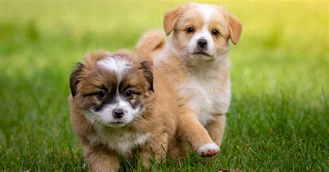 Pomeranian · chihuahua · zwergpinscher · yorkshire terrier · zwergpudel · shih tzu · bichon frise · papillon · havapoo. Auch süße Hundebabys müssen mal | Private-Equity-Dachfonds