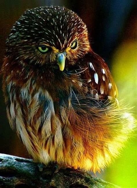 Beautiful Unique Species Of Owl | Cutest Paw | Beautiful ...