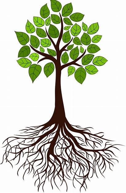 Roots Tree Clipart Rooted Transparent Cv Webstockreview