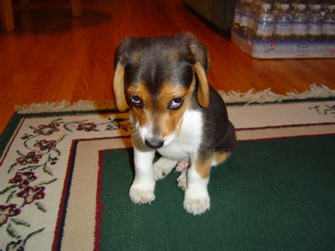 Bad Beagle Jeff Penner Flickr