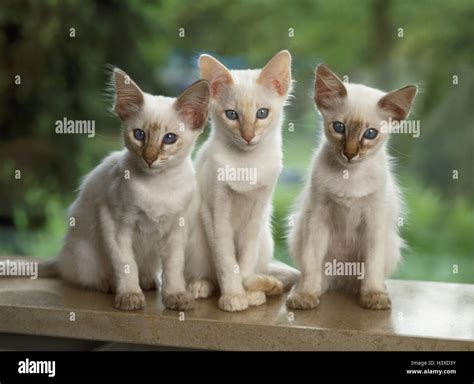 Sill Balinesische Cats Three Young Sit Cat Cats Balinese Lilac