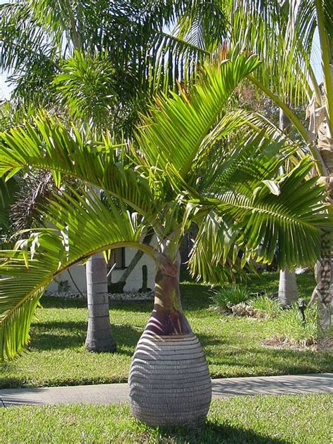 South Floridas Small Palm Trees How To Use Them In Your Landscape