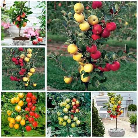 20pcs Bag Dwarf Apple Bonsai Miniature Apple Tree Indoor And Outdoor