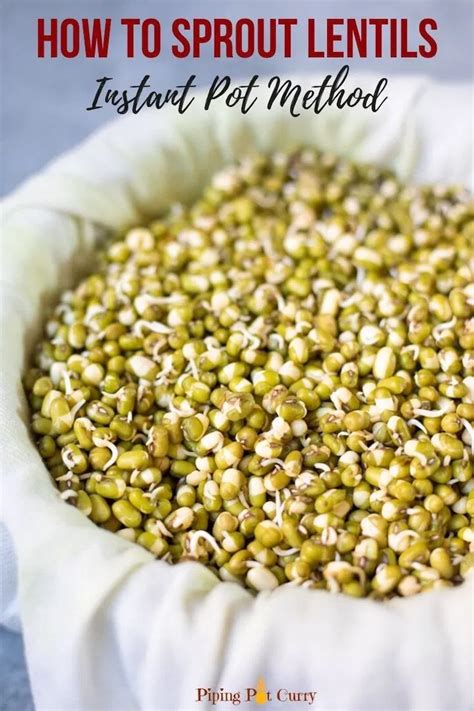 Using the saute function, brown the ground turkey/beef (if using) with the onions and garlic, breaking up the meat into small pieces as it cooks. Learn how to sprout lentils at home. Sprouted lentils are ...