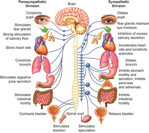 Autonomic Nervous System Autonomic Nervous System Nervous System