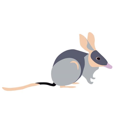 Bilby Stock Photos Pictures And Royalty Free Images Istock