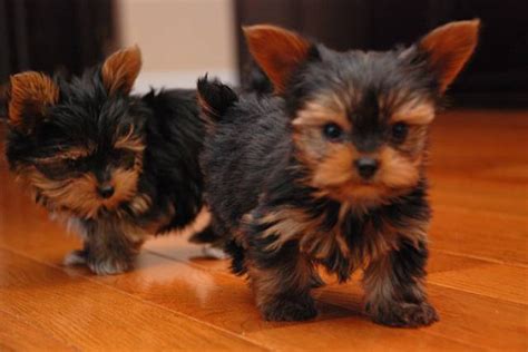 We are passionate lovers of teacup puppies with 7 years experience and we specialize in producing beautiful teacup puppies with amazing quality, health, structure, charisma, and temperament. Extremely cute Teacup Yorkie puppies for free adoption text (970)-489-7680 - Chicago - Animal, Pet