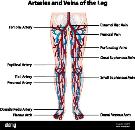 Arteries Of Leg Stock Vector Images Alamy