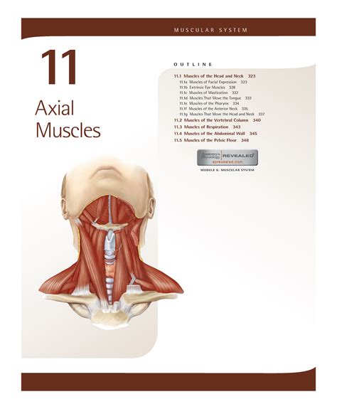 11 Axial Muscles Muscle Description With Pictures Module 6