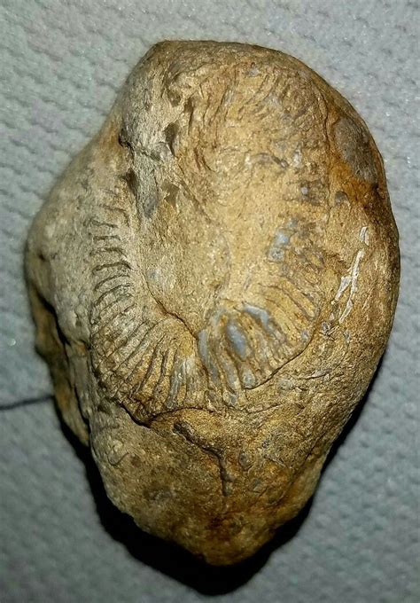 Some of the collection has a high potential for research according to a research associate laurie webster of the american institute of natural history. Many animals/images on this amazing Native American rock ...
