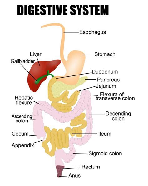 What Is The Relationship Between The Digestive System And Nutrition