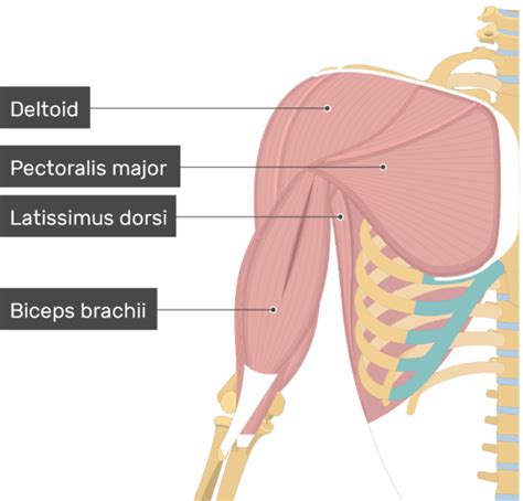 Image Result For Latissimus Dorsi Attachments Pectoralis Major Vrogue