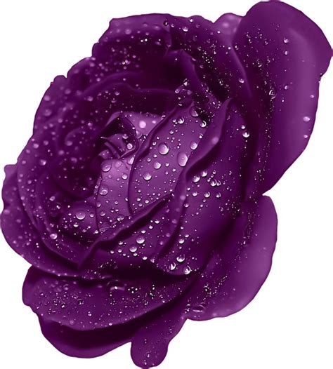 download purple rose clipart for free designlooter 2020 👨‍🎨
