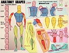 HOW TO DRAW ANATOMY basic shapes & practice! Example of the lessons I ...