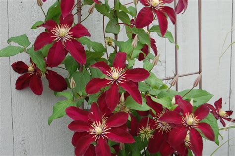 We did not find results for: Clematis at Colonial Inn - Historic SmithvilleHistoric ...
