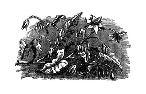 Antique Images Digital Wildflower Borage Flower Image Transfer Download