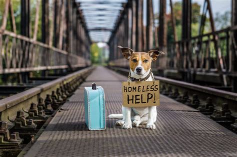 Help For Homeless Pets How Can You Help Local Shelters And Rescues