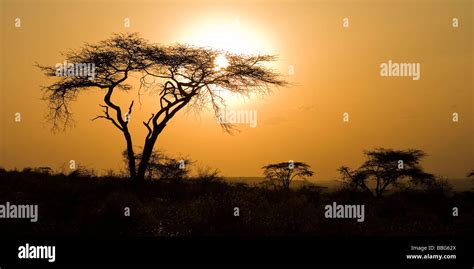 Masai Mara Kenya East Africa Silhouette Of Acacia Tree At Sunset