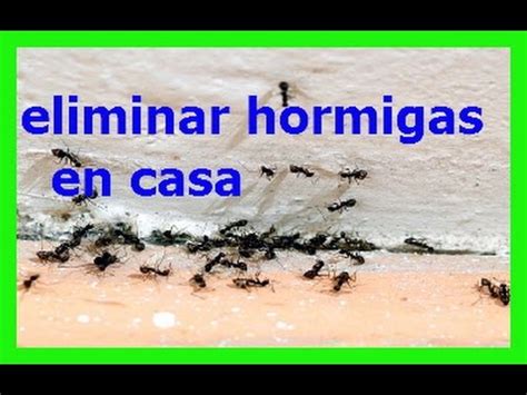 Remedios naturales para eliminar las hormigas y sus nidos de forma inmediata y definitiva sin si haces zumo por las mañanas para desayunar y tienes hormigas en tu casa, puedes conservar la. Se Puede Eliminar una Plaga de Hormigas en Casa - YouTube