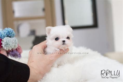 Now that you know where the teacup maltese came from, let's now briefly talk about the physical characteristics of these little dogs. Lily - Maltese. F - Rolly Teacup Puppies