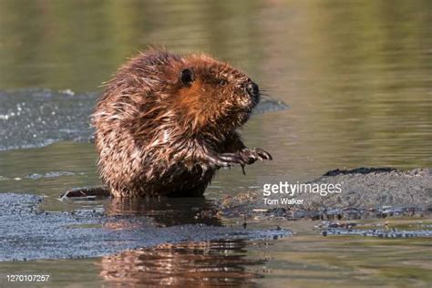 North American Beavers Photos And Premium High Res Pictures Getty Images