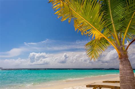 Coconut Palm Tree At Dreamy Beach Stock Photo Image Of Coconut