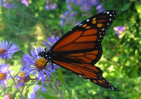 Monarch Butterfly On Flower Free Stock Photo Public Domain Pictures