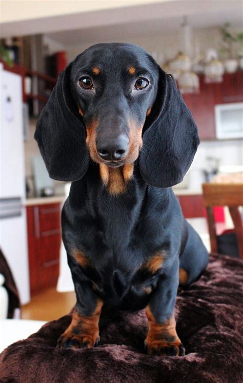 Samson Dachshund Black And Tan Black And Tan Dachshund Dachshund Dog