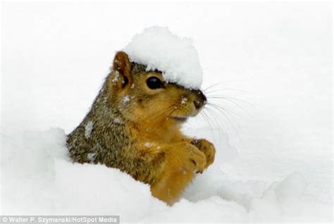 Snow Capped Squirrel Comes Up For Air While Desperately