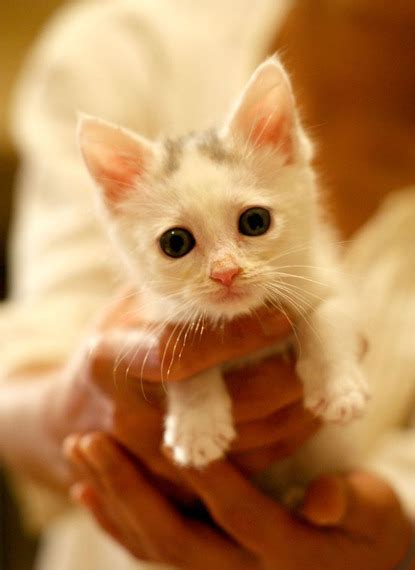you won t believe how this kitten was rescued video huffpost