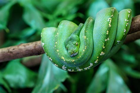 Green Tree Python Quiz Cswd