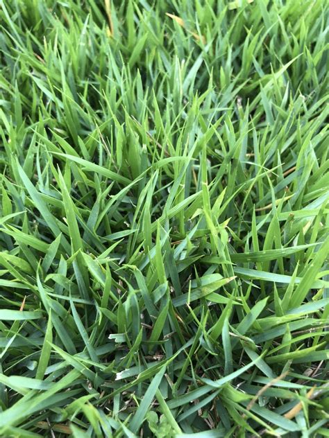 What Type Of Grass Is This And Variety Lawn Care Forum