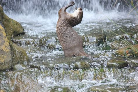 Otter Dances In A Waterfall — The Daily Otter