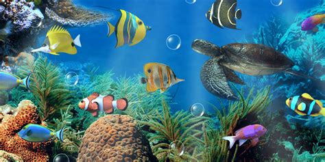 Free Wallpapers For Desktop Aquarium Aquarium Wallpaper Wallpapers Hd