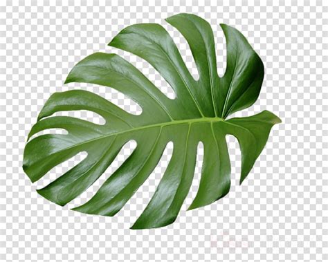 Download Tropical Plant Leaves Clipart Swiss Cheese Plant Tropics