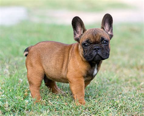 Rare colored french bulldog breeder located near buffalo new york with french bulldog puppies for s. Summer Clothing and Accessories For French Bulldogs ...