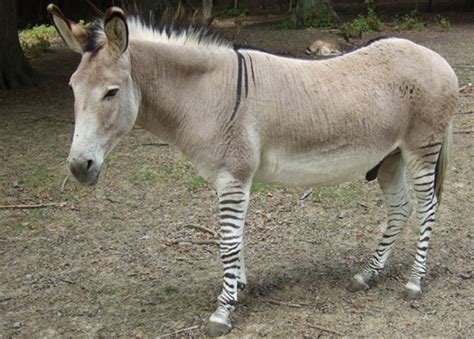 Zedonk And Zebret Donkey Zebra Hybrids The Equinest